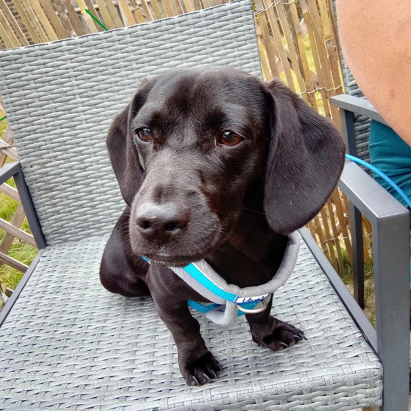 Levi joined the competition — help win amazing prizes! adult, animal, architecture, beagle, building, canine, chair, dog, furniture, hound, house, housing, labradorretriever, male, man, patio, person, pet, pointer, puppy