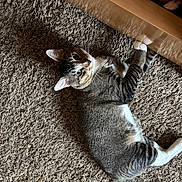 Shooshoo joined the competition — help win amazing prizes! cat, tabby, green_eyes, carpet, indoor, wooden_table, paw, stretching, feline, pet, curious, relaxed, whiskers, striped, domestic_cat, household, floor, mammal, animal, cute