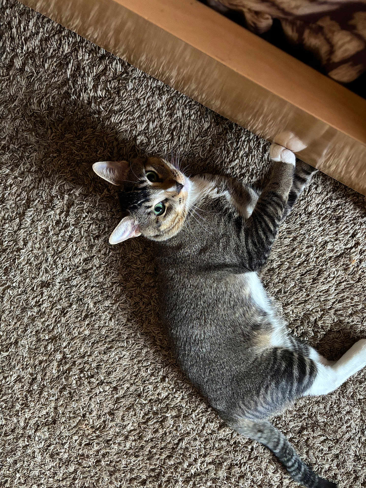 Shooshoo joined the competition — help win amazing prizes! cat, tabby, green_eyes, carpet, indoor, wooden_table, paw, stretching, feline, pet, curious, relaxed, whiskers, striped, domestic_cat, household, floor, mammal, animal, cute