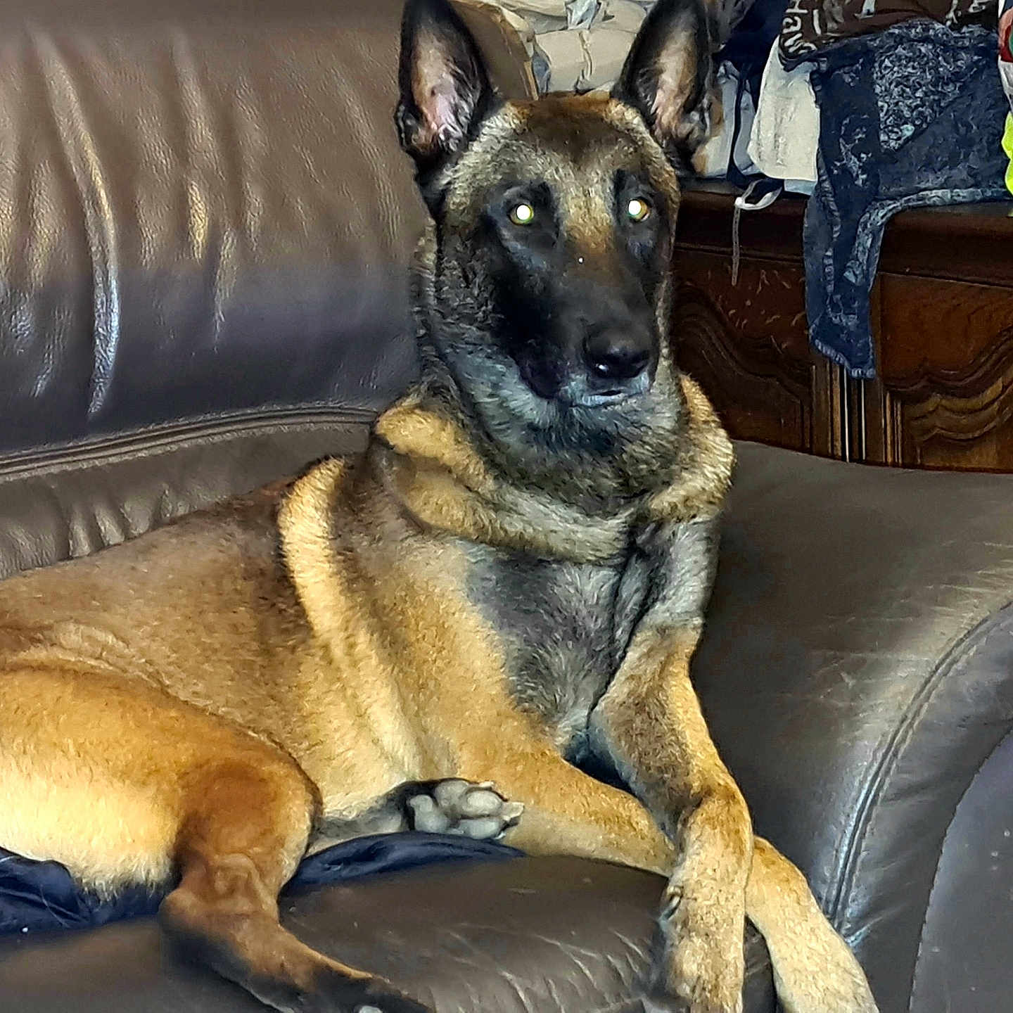 Diamon participe au concours pour gagner de l'argent avec cette photo : alert, animal, black, brown, canine, dog, domestic, ears, fur, furniture, german_shepherd, household, indoors, leather_couch, living_room, paws, pet, portrait, relaxed, resting