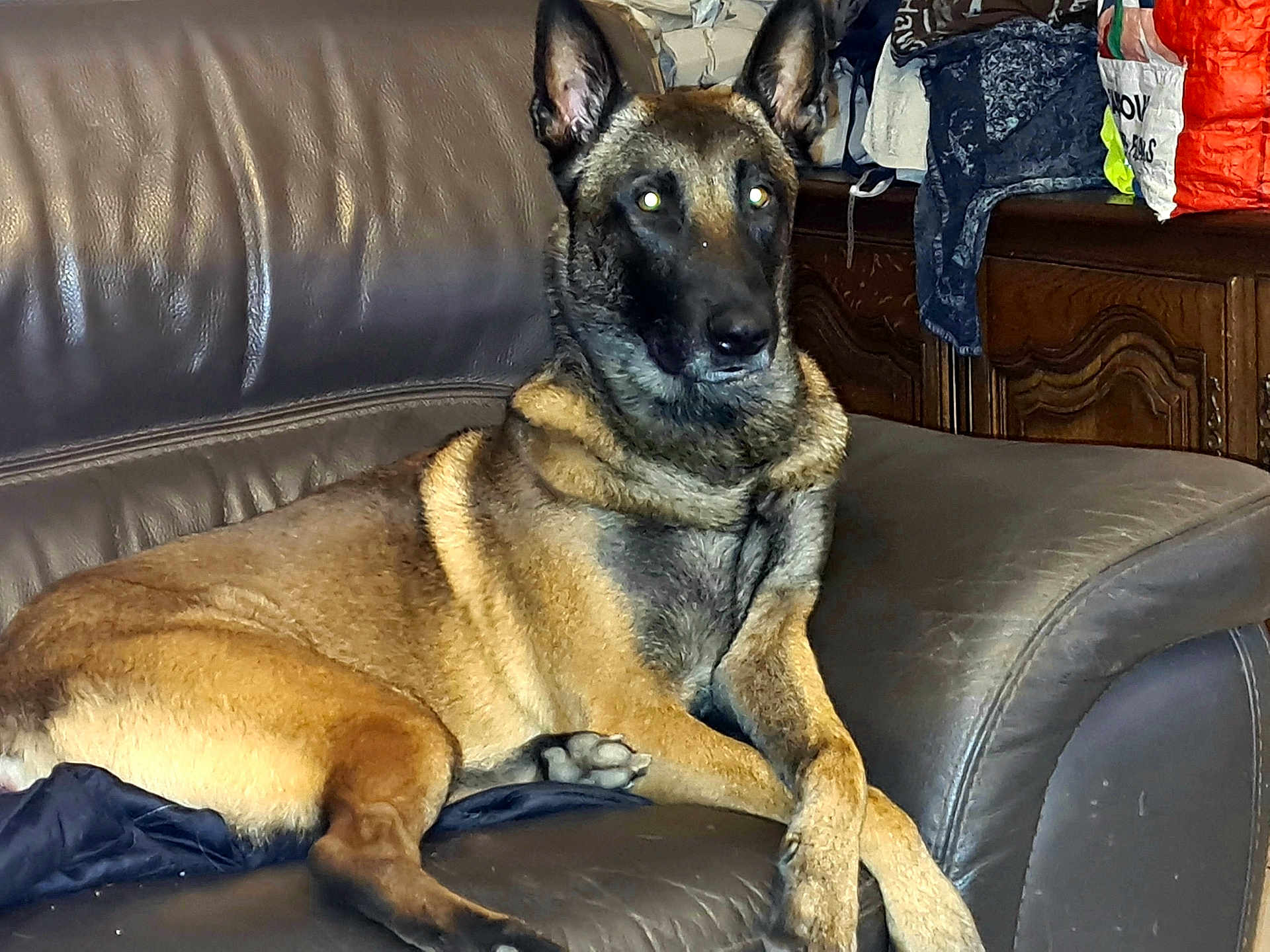Diamon participe au concours pour gagner de l'argent avec cette photo : dog, german_shepherd, leather_couch, indoors, pet, animal, fur, ears, paws, resting, brown, black, furniture, living_room, relaxed, alert, canine, household, domestic, portrait