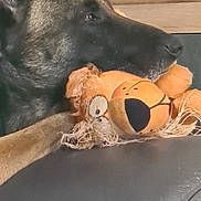 Diamon a rejoint le concours — aidez-le/la à gagner de superbes lots ! dog, stuffed_toy, lion_toy, resting, close_up, indoor, furniture, wood, couch, leather, pet, animal, calm, sleepy, soft_toy, brown, black, cozy, companion, home