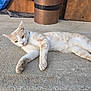 cat, animal, outdoor, concrete, resting, orange, white, fur, relaxed, pet, barrel, metal, ground, side_view, laying_down, whiskers, ears, tail, daylight, casual