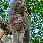Halloween participe au concours pour gagner de l'argent avec cette photo : cat, gray_cat, fluffy_fur, green_eyes, outdoor, nature, tree, leaves, wood, wooden_structure, sunlight, daylight, animal, pet, fur, close_up, portrait, standing, looking_away, background