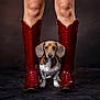 Sherman is registered to the contest to win money with this photo: dog, puppy, boots, red_boots, legs, pet, animal, cute, studio, portrait, brown_dog, white_paws, leather, fashion, studio_lighting, floor, background, looking_at_camera, indoors, small_dog