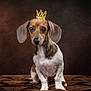 dog, puppy, crown, brown_background, portrait, sitting, wide_eyes, plush_surface, royalty, cute, pet, indoor, fur, small_dog, canine, adorable, animal, studio_lighting, brown_fur, expression