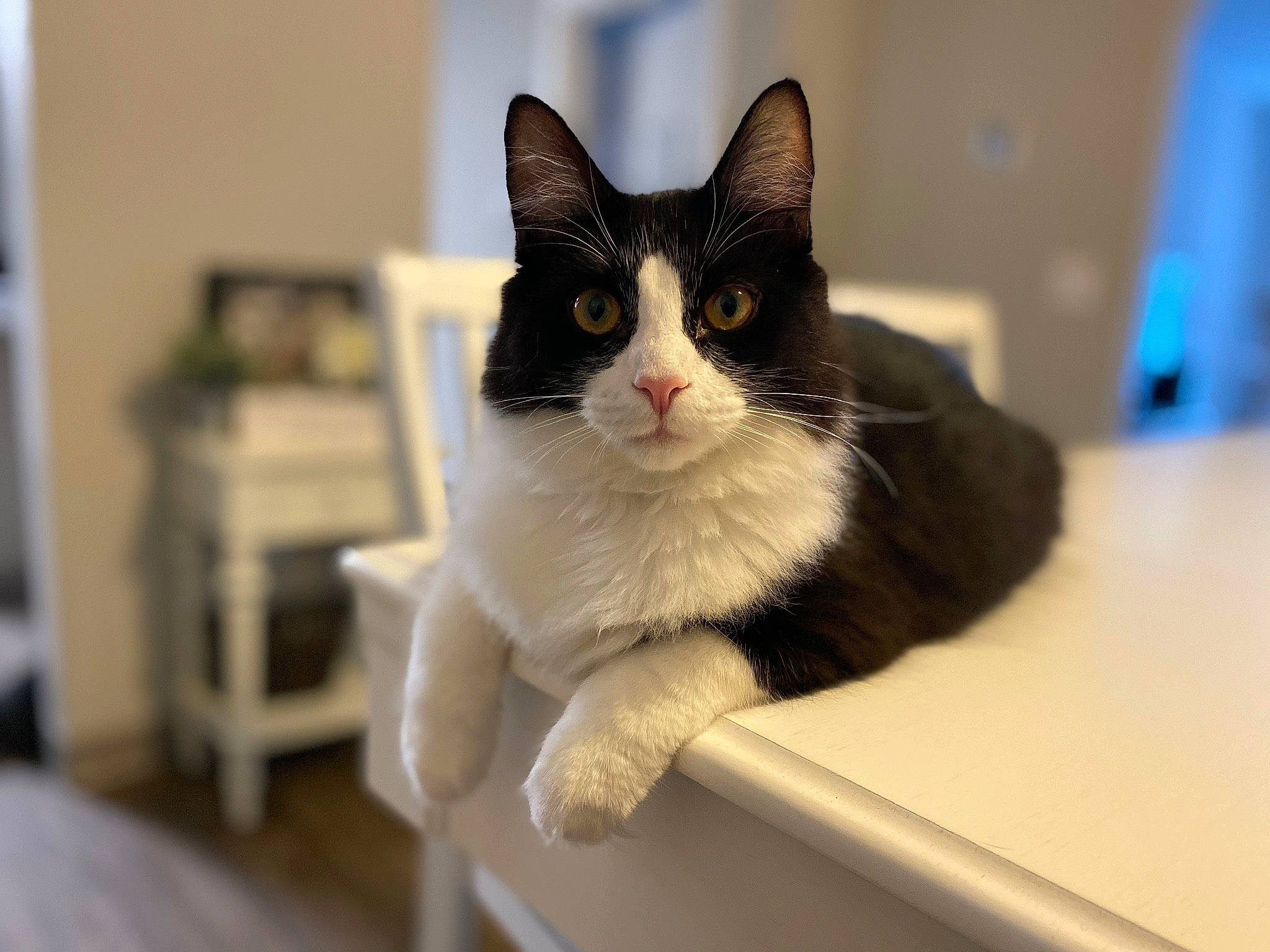 Tito is registered to the contest to win money with this photo: carnivore, cat, domestic_short_haired_cat, felidae, fur, small_to_medium_sized_cats, snout, tail, whiskers