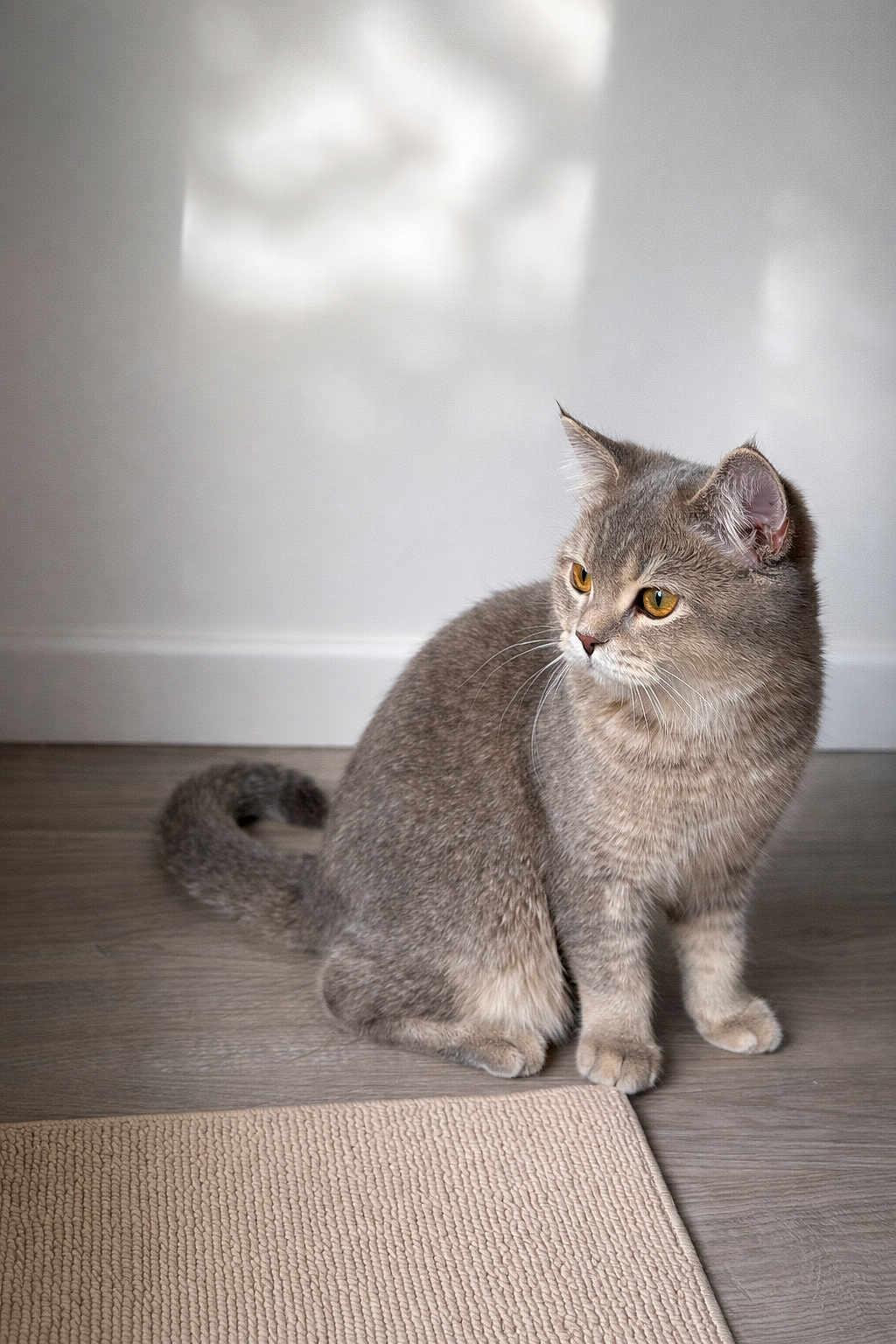 Nuki a rejoint le concours — aidez-le/la à gagner de superbes lots ! cat, gray_cat, pet, indoor, hardwood_floor, rug, wall, whiskers, ears, paws, tail, sitting, portrait, golden_eyes, domestic_cat, minimal_background, cozy, curious, sunlight, home_interior