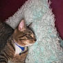 Penis Hole joined the competition — help win amazing prizes! cat, tabby, pet, collar, paw, person, arm, pillow, fluffy, indoor, resting, feline, striped, cute, cozy, soft, comfort, touching, animal, relaxed