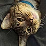 cat, tabby_cat, pet, animal, feline, close_up, collar, whiskers, green_eyes, lying_down, upside_down, texture, fabric, indoor, domestic_animal, cute, relaxed, soft_light, portrait, sleepy