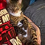 cat, tabby, pet, animal, relaxed, sleepy, person, arms, red_shirt, gray_blanket, indoor, feline, cute, comfort, resting, striped_fur, white_paws, cozy, domestic_cat, close_up