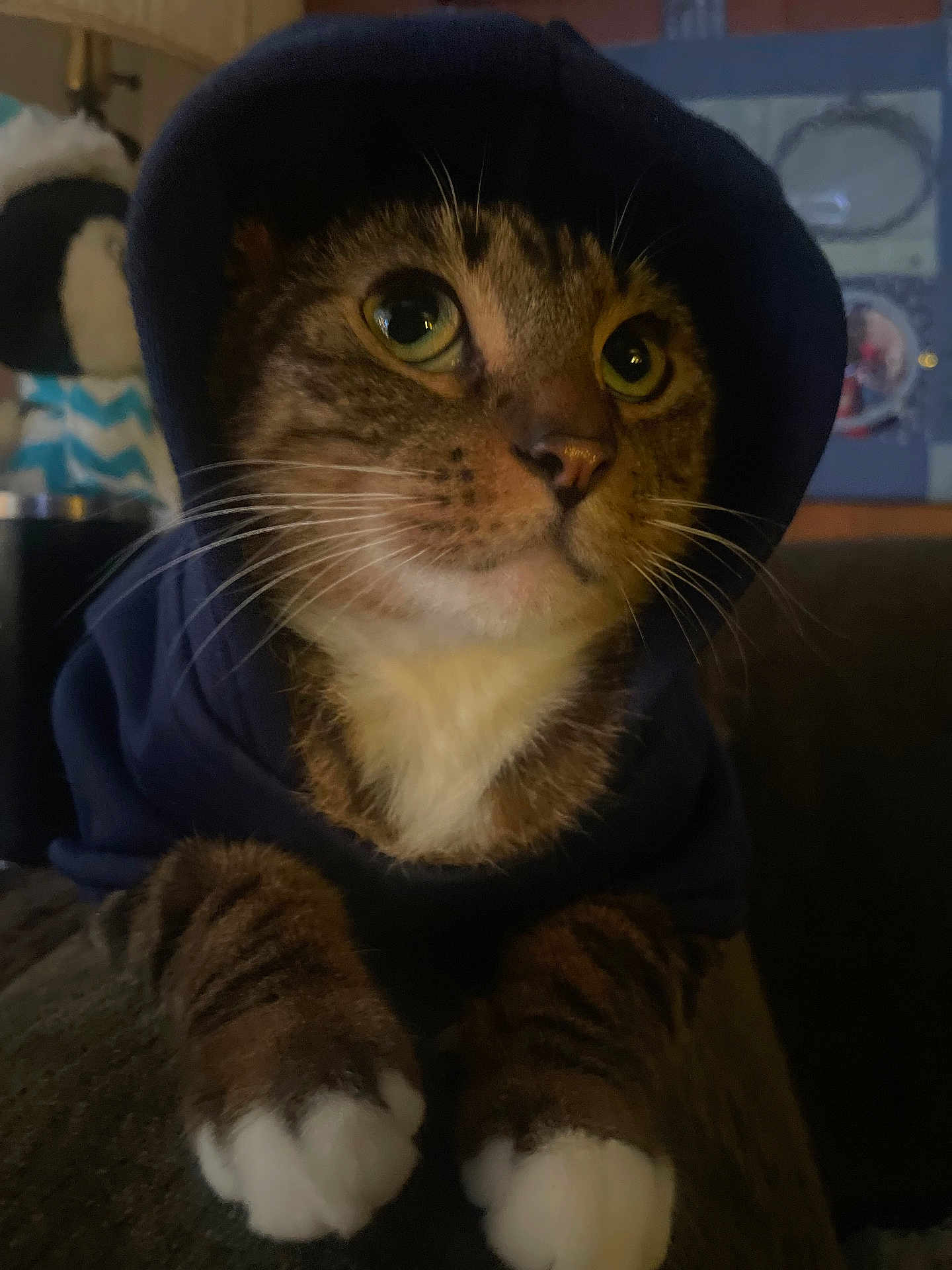 Penis Hole is registered to the contest to win money with this photo: cat, tabby, hoodie, clothing, pet, animal, whiskers, paws, white_paws, close_up, indoor, curious, cute, feline, soft_lighting, portrait, looking_away, cozy, domestic, mammal