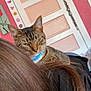 Penis Hole is registered to the contest to win money with this photo: cat, tabby_cat, collar, indoor, door, stickers, person_hair, brown_hair, pink_wall, beads, furniture, relaxed, pet, animal, closeup, resting, domestic, cute, cozy, background