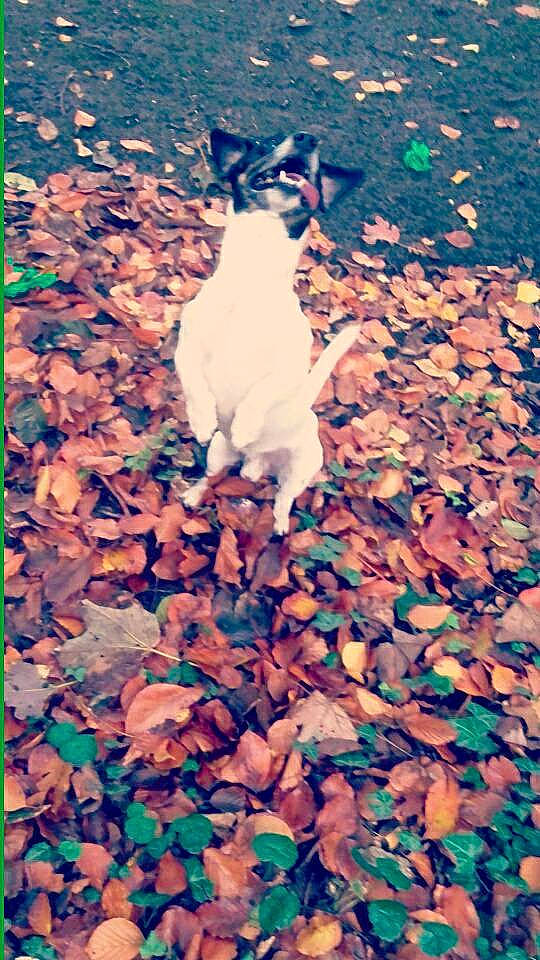 Jack a rejoint le concours — aidez-le/la à gagner de superbes lots ! autumn, grass, leaf, plant, tree