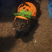 Sylvester And Frito is registered to the contest to win money with this photo: cat, tabby, costume, pumpkin, carpet, indoor, pet, animal, cute, orange, green, fur, whiskers, face, eyes, paws, lying_down, halloween, decor, cozy