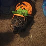 cat, tabby, costume, pumpkin, carpet, indoor, pet, animal, cute, orange, green, fur, whiskers, face, eyes, paws, lying_down, halloween, decor, cozy