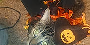 Sylvester And Frito is registered to the contest to win money with this photo: cat, tabby_cat, halloween_costume, hat, bat_wings, pumpkin, food_bowl, cat_food, carpet, indoor, pet, animal, whiskers, cute, looking_up, festive, orange, black, decorations, floor