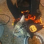 cat, tabby_cat, halloween_costume, hat, bat_wings, pumpkin, food_bowl, cat_food, carpet, indoor, pet, animal, whiskers, cute, looking_up, festive, orange, black, decorations, floor