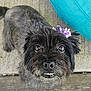 Penny is registered to the contest to win money with this photo: dog, black_dog, pet, outdoor, wooden_deck, purple_bow, cute, close_up, fur, animal, looking_up, small_dog, adorable, companion, curious, eyes, snout, tail, cushion, texture