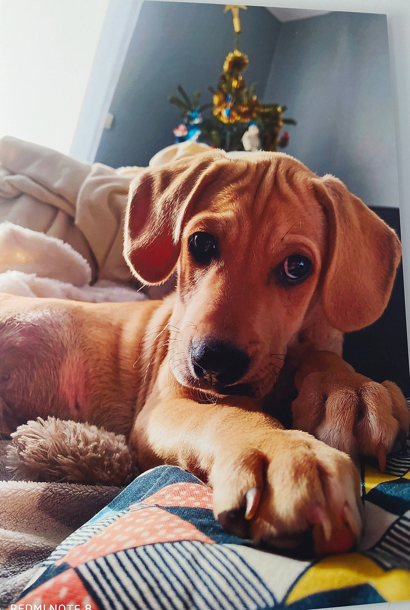 Edgar participe au concours pour gagner de l'argent avec cette photo : azawakh, beagador, black_mouth_cur, broholmer, canidae, carnivore, companion_dog, dog, dog_breed, ear, fawn, mammal, paw, puppy, redbone_coonhound, rhodesian_ridgeback, snout, sporting_group, vertebrate, whiskers