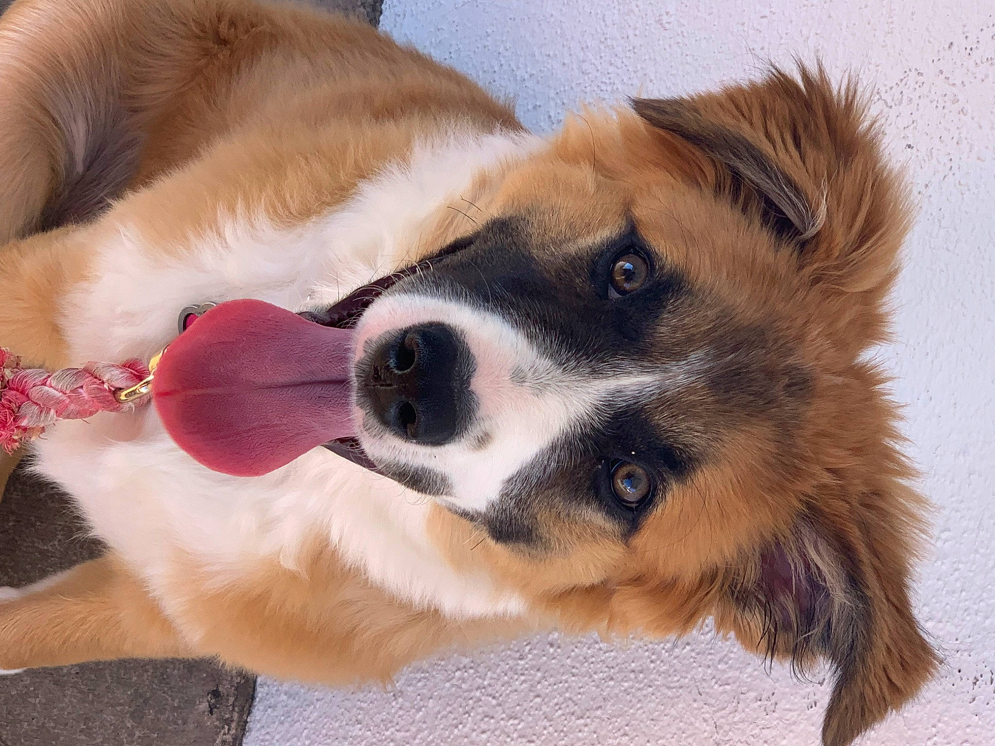 Maddie is registered to the contest to win money with this photo: canidae, carnivore, collar, companion_dog, dog, dog_breed, dog_collar, dog_supply, ear, fawn, fur, herding_dog, leash, paw, pet_supply, snout, sporting_group, tail, whiskers, working_animal