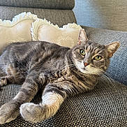 Joyce a rejoint le concours — aidez-le/la à gagner de superbes lots ! animal, cat, comfort, couch, cozy, curious, feline, fur, green_eyes, home, indoor, looking, pet, pillows, relaxed, resting, soft, tabby, texture, whiskers