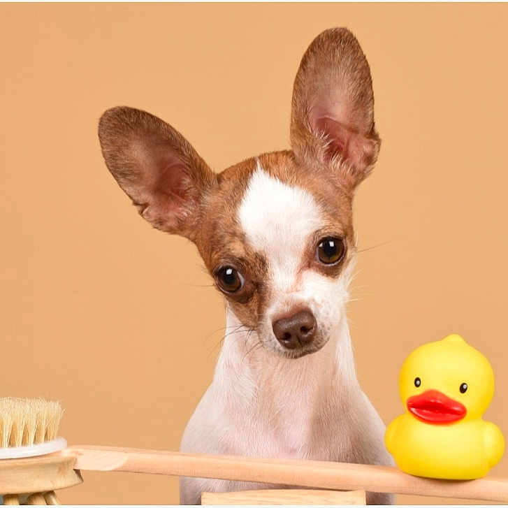 Nala a rejoint le concours — aidez-le/la à gagner de superbes lots ! animal, brush, bulldog, canine, chihuahua, cockerspaniel, cream, dessert, device, dog, food, icing, papillon, pet, puppy, snout, tool, toothbrush, toy, whitedog