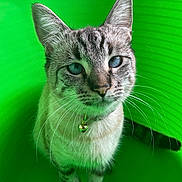 Cookie joined the competition — help win amazing prizes! cat, blue_eyes, whiskers, bell, collar, pet, animal, feline, close_up, green_background, indoor, curious, portrait, tabby, striped, cute, looking_up, domestic_cat, alert, young_cat