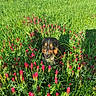 dog, grass, flowers, red_clover, greenery, outdoor, nature, canine, pet, field, sunlight, summer, flora, animal, muzzle, fur, snout, plant, leaf, wildlife