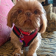 Vinnie is registered to the contest to win money with this photo: dog, small_dog, fluffy, red_harness, pet, indoors, couch, patterned_fabric, living_room, cute, furniture, decor, collar, paw, face, fur, animal, companion, domestic, canine