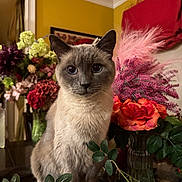Macchiato is registered to the contest to win money with this photo: cat, siamese_cat, flower, bouquet, table, indoor, plant, leaf, pet, animal, portrait, furniture, decor, vase, colorful, closeup, domestic_cat, whiskers, sitting, eyes