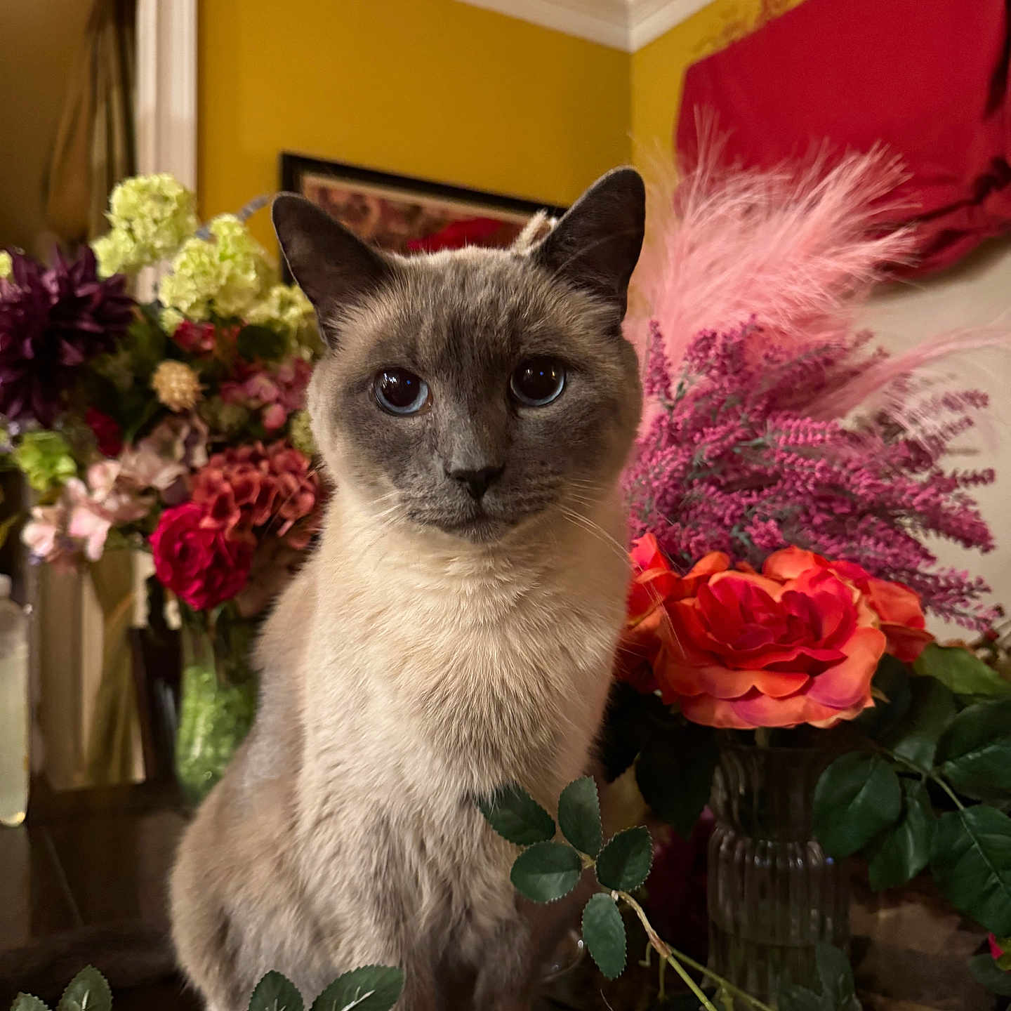 Macchiato is registered to the contest to win money with this photo: animal, bouquet, cat, closeup, colorful, decor, domestic_cat, eyes, flower, furniture, indoor, leaf, pet, plant, portrait, siamese_cat, sitting, table, vase, whiskers
