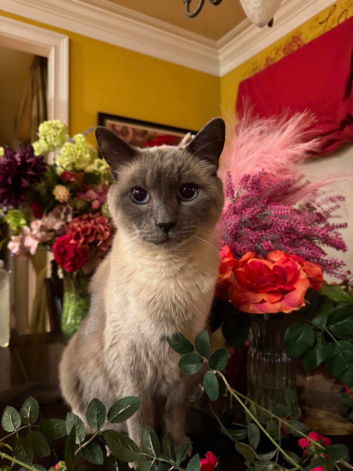 Macchiato is registered to the contest to win money with this photo: cat, siamese_cat, flower, bouquet, table, indoor, plant, leaf, pet, animal, portrait, furniture, decor, vase, colorful, closeup, domestic_cat, whiskers, sitting, eyes