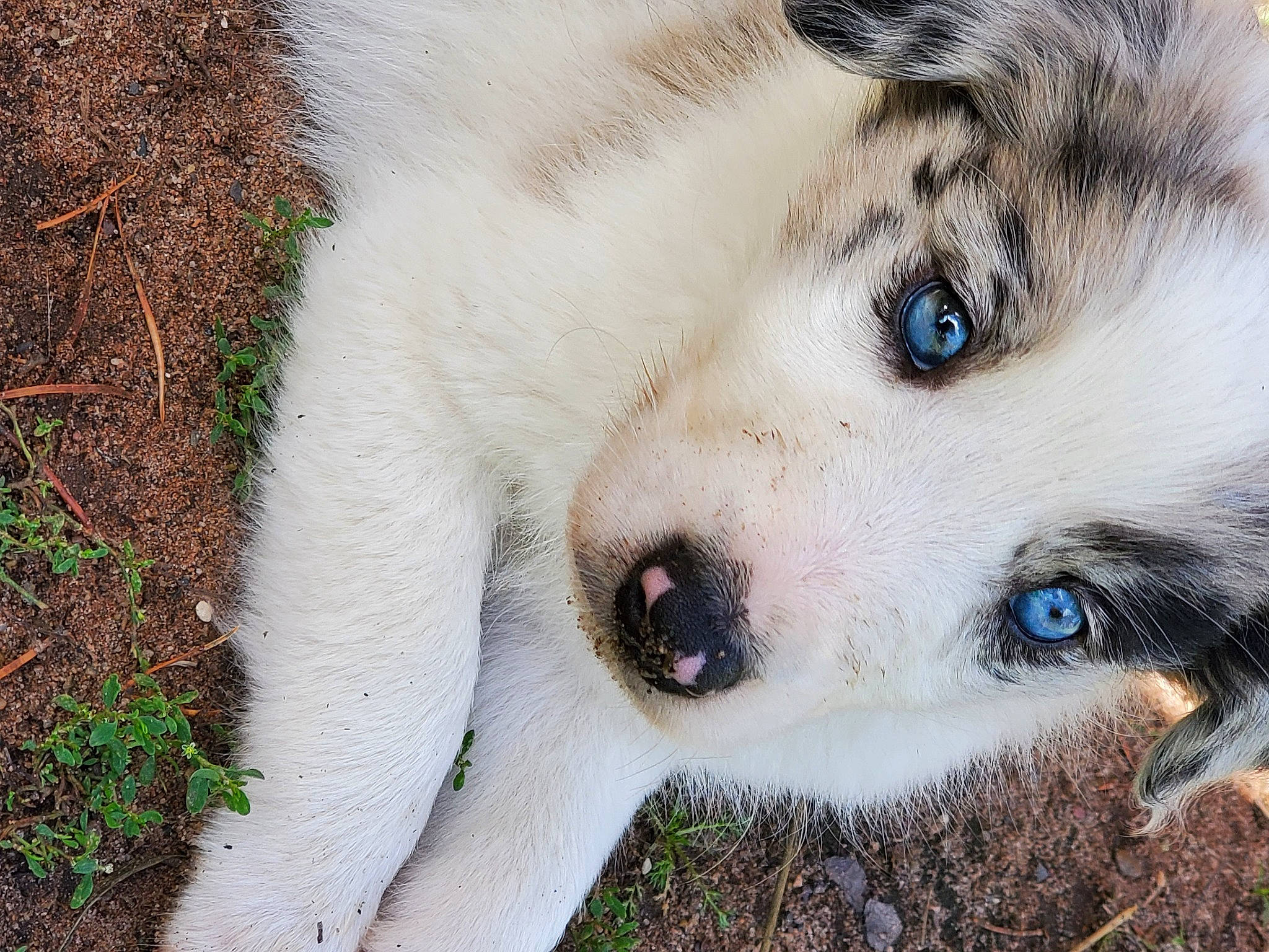 Tallus is registered to the contest to win money with this photo: alaskan_malamute, canadian_eskimo_dog, canidae, carnivore, close_up, dog, dog_breed, eye, fur, greenland_dog, iris, mammal, native_american_indian_dog, nose, puppy, rare_breed_dog, siberian_husky, thai_bangkaew_dog, vertebrate, whiskers