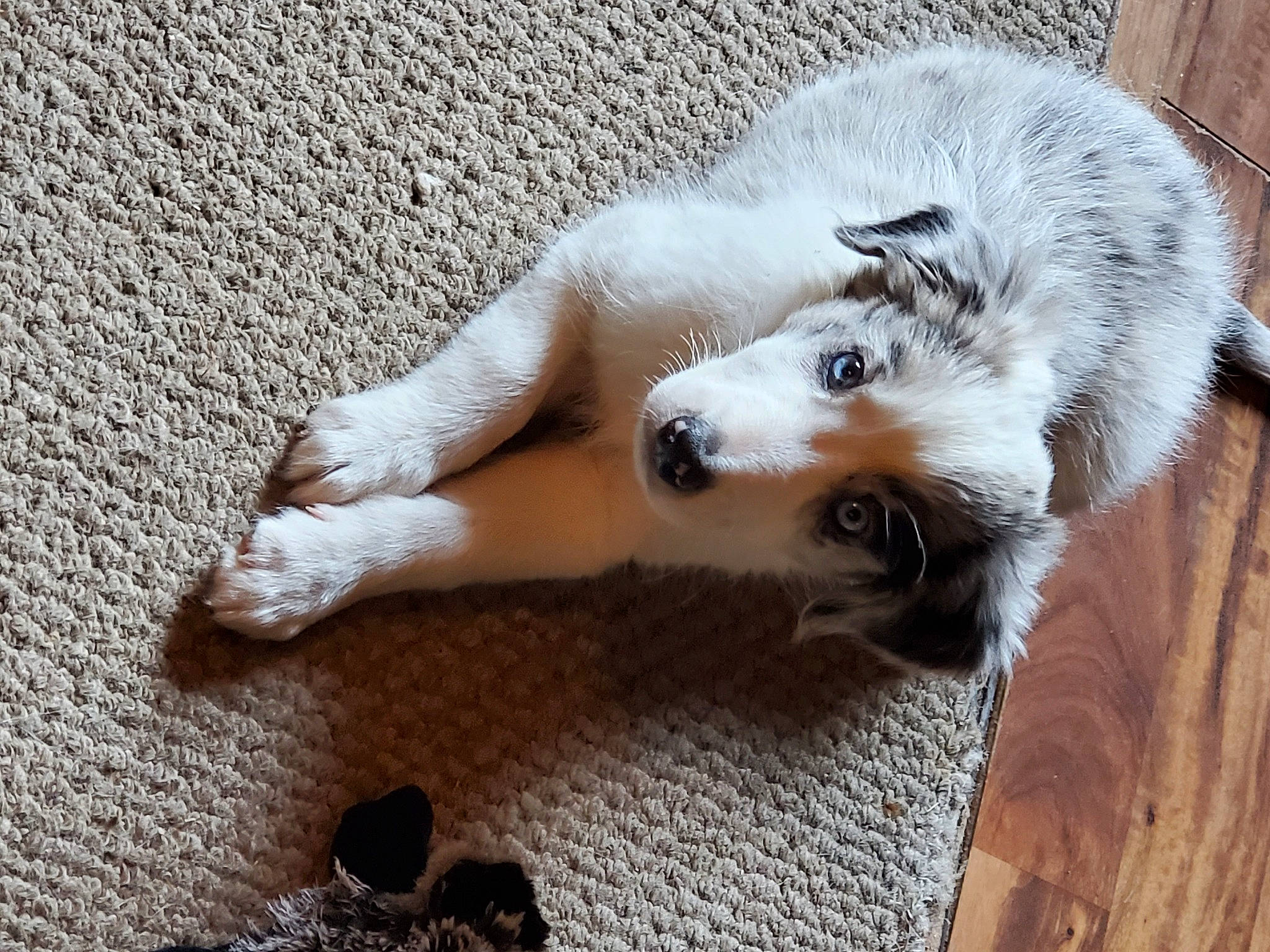 Tallus joined the competition — help win amazing prizes! australian_shepherd, canidae, carnivore, companion_dog, dog, dog_breed, mammal, paw, puppy, vertebrate