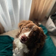 Oslo participe au concours pour gagner de l'argent avec cette photo : dog, brown, white, pet, indoor, blanket, curtains, soft_light, cute, portrait, canine, fur, eyes, animal, companion, cozy, looking_up, fluffy, domestic, curious