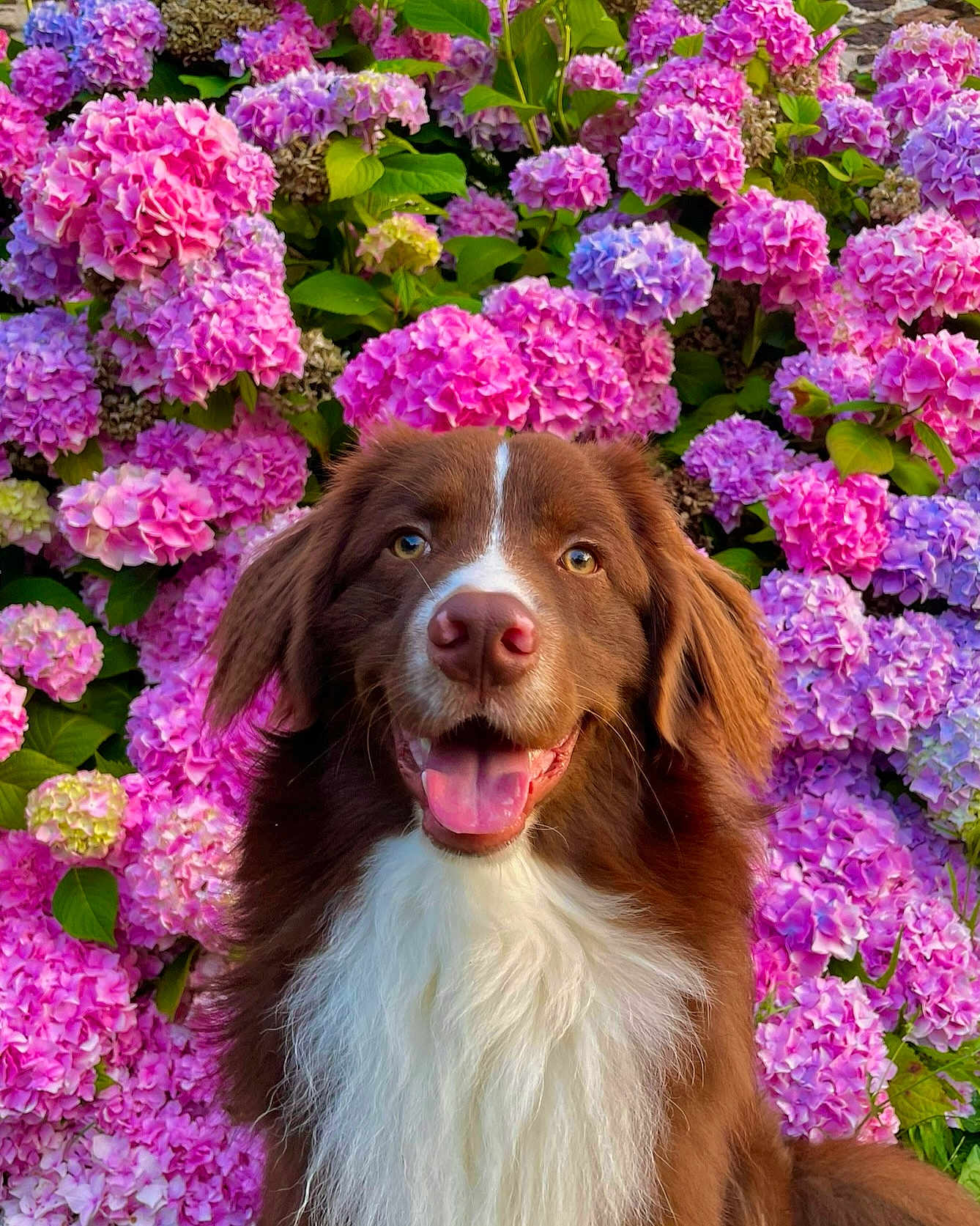 Oslo participe au concours pour gagner de l'argent avec cette photo : dog, happy, tongue_out, flower, hydrangea, pink_flower, purple_flower, green_leaf, outdoor, nature, pet, canine, portrait, fur, smiling, garden, spring, cute, animal, closeup