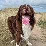 Oslo a rejoint le concours — aidez-le/la à gagner de superbes lots ! dog, brown, white, tongue_out, happy, outdoor, grass, path, cloudy_sky, animal, pet, nature, canine, fur, muzzle, walking, summer, playful, closeup, daylight