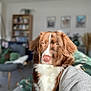 Oslo a rejoint le concours — aidez-le/la à gagner de superbes lots ! dog, brown, white, pet, indoors, couch, living_room, furniture, blurred_background, portrait, canine, ears, fur, nose, eyes, home, cozy, domestic, animal, companion