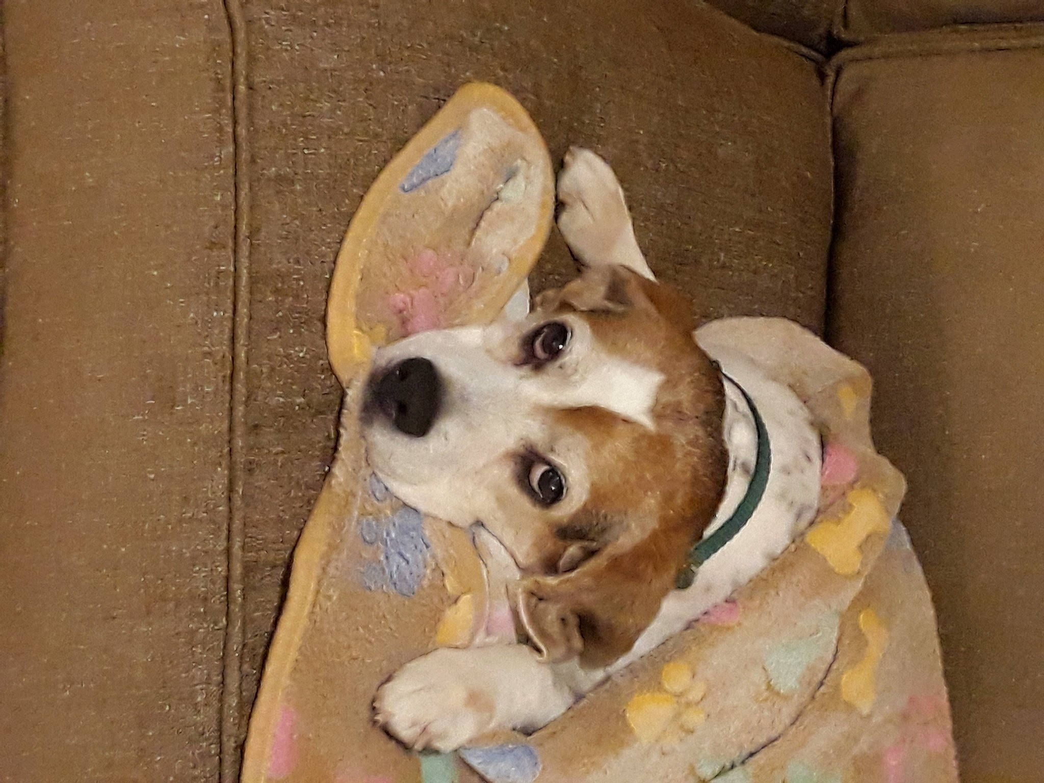 Samosa is registered to the contest to win money with this photo: canidae, carnivore, collar, comfort, companion_dog, couch, dog, dog_breed, dog_supply, fawn, fur, paw, pet_supply, puppy, snout, sporting_group, street_dog, whiskers, wood, working_animal