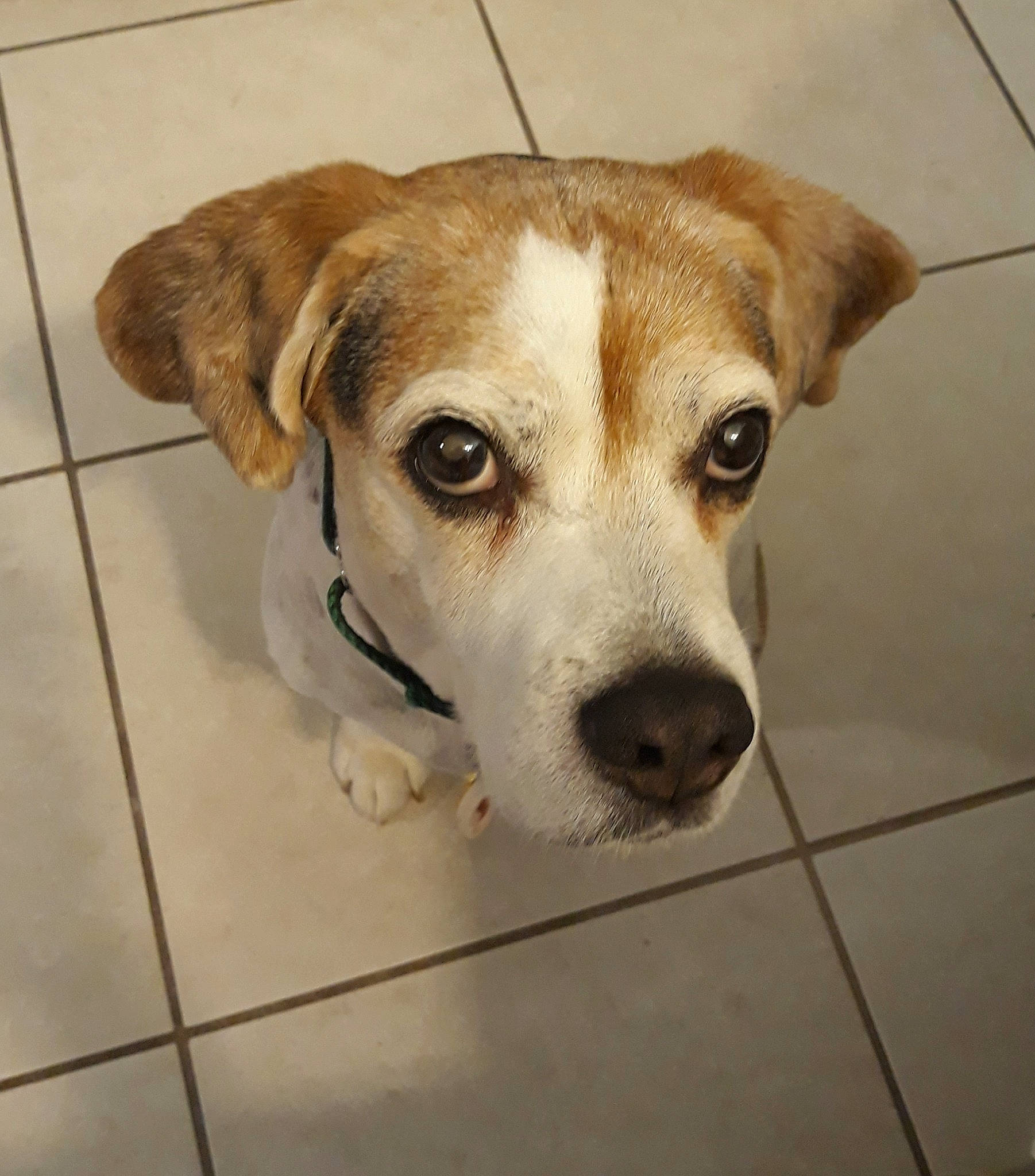 Samosa is registered to the contest to win money with this photo: canidae, carnivore, collar, companion_dog, dog, dog_breed, fawn, flooring, fur, irishjacks, paw, pet_supply, puppy, snout, sporting_group, street_dog, terrestrial_animal, tile_flooring, whiskers, working_animal