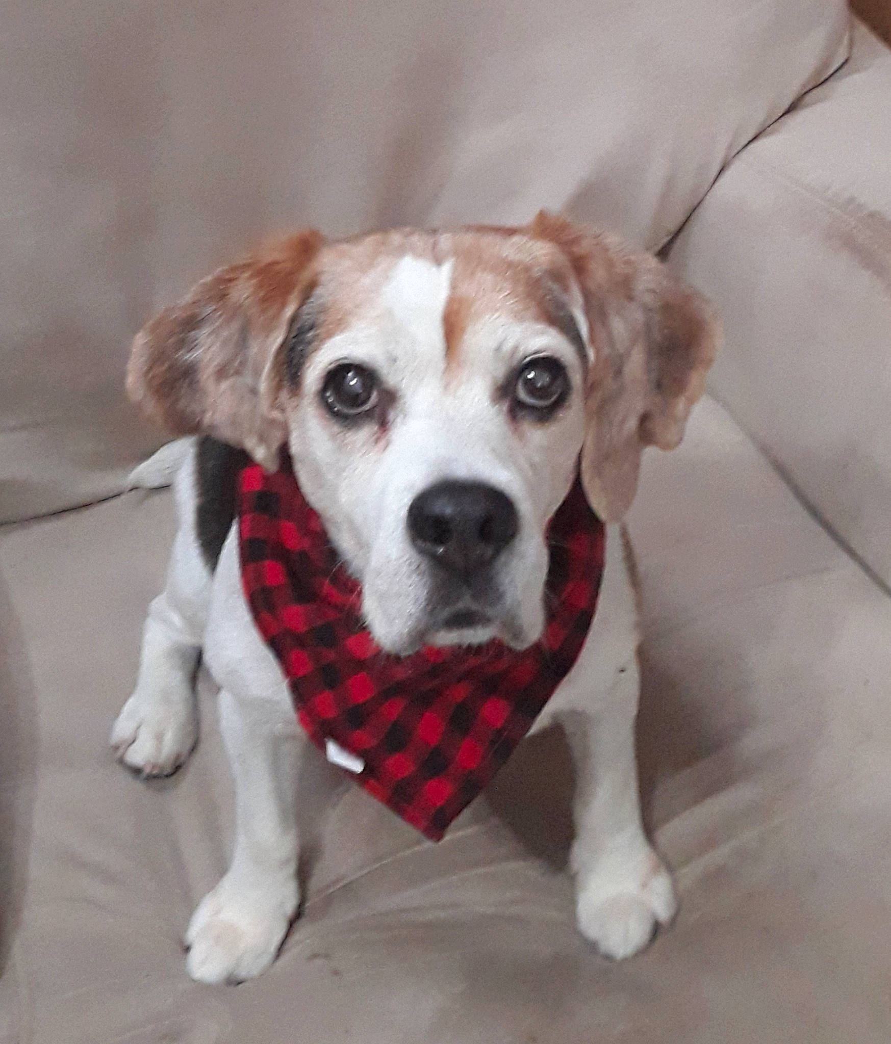 Samosa is registered to the contest to win money with this photo: cable_television, canidae, carnivore, collar, companion_dog, dog, dog_breed, dog_collar, dog_supply, fawn, fur, leash, non_sporting_group, pattern, paw, pet_supply, snout, sporting_group, whiskers, working_animal