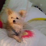 Scruff is registered to the contest to win money with this photo: dog, small_dog, bed, pillow, indoor, furniture, cozy, white, pink, yellow, blur, furry, pet, resting, animal, cute, relaxing, soft_light, home, comfort