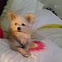 dog, small_dog, bed, pillow, indoor, furniture, cozy, white, pink, yellow, blur, furry, pet, resting, animal, cute, relaxing, soft_light, home, comfort