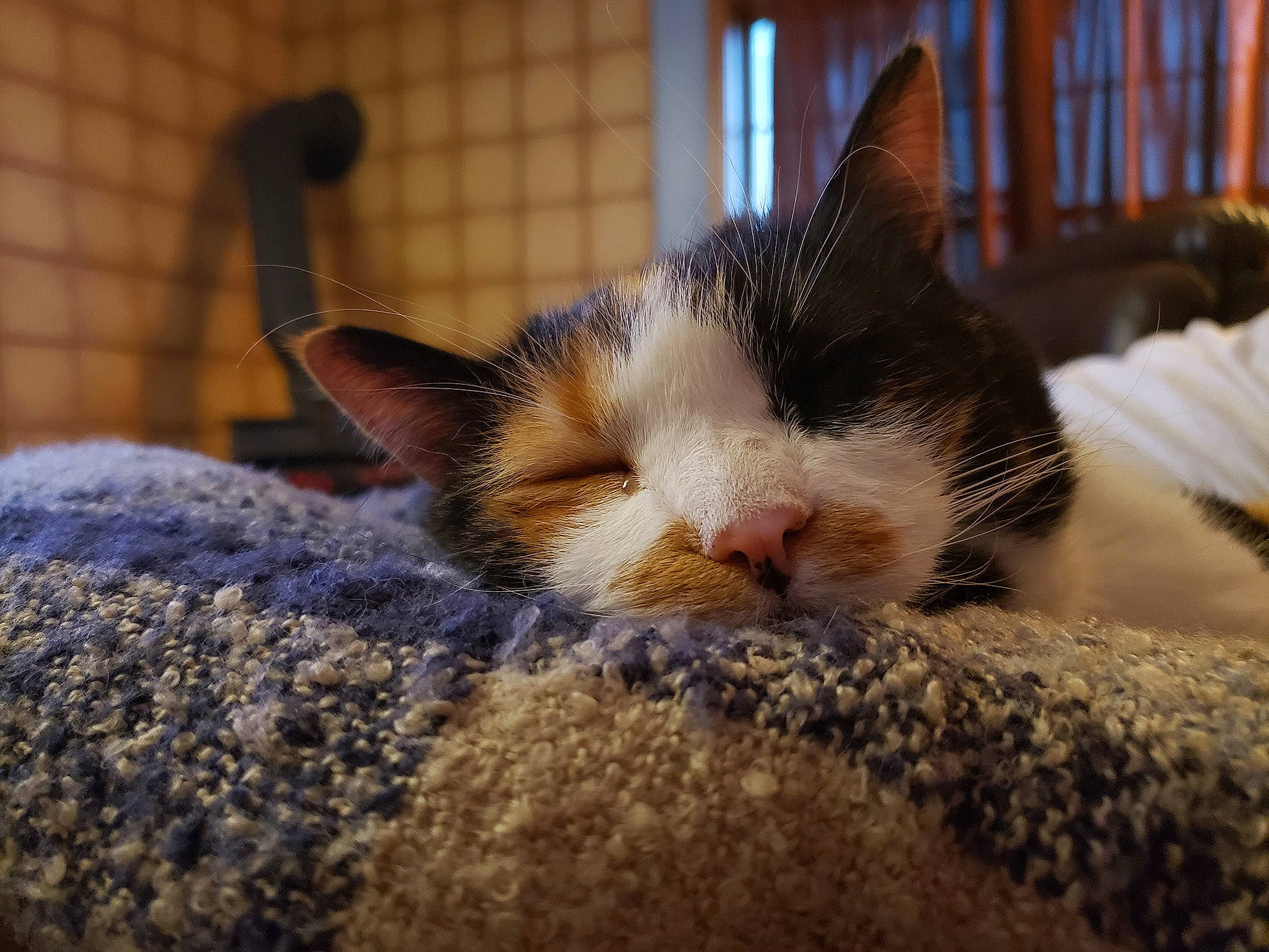 Reeses joined the competition — help win amazing prizes! aegean_cat, american_wirehair, asian, carnivore, cat, domestic_short_haired_cat, ear, european_shorthair, fawn, felidae, fur, german_rex, kitten, nap, nose, sleep, small_to_medium_sized_cats, snout, whiskers