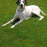 Gable joined the competition — help win amazing prizes! dog, grass, outdoor, animal, lawn, pet, canine, white, black, lying_down, sunlight, nature, mammal, collar, chain, relaxed, summer, daytime, fur, large_dog