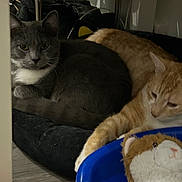 Oméga participe au concours pour gagner de l'argent avec cette photo : cat, cats, gray_cat, orange_cat, feline, pet, pet_bed, plush_toy, stuffed_animal, blue_bowl, indoor, wood_floor, cozy, lounging, whiskers, paw, shelf, fur, resting, household