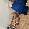 dog, pet, sleeping, lying_down, belly_up, indoor, living_room, tile_floor, blue_blanket, couch, cushion, books, shelf, television, furniture, home, relaxed, brown_and_white, cozy, sideways_photo