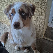 Baïko participe au concours pour gagner de l'argent avec cette photo : dog, puppy, blue_eyes, floppy_ears, fluffy, brown_and_white, sitting, portrait, pet, canine, outdoor, patio, textured_floor, wall, doorway, closeup, alert, cute, animal, photography