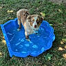 puppy, dog, australian_shepherd, blue_eyes, wet, standing, small_pool, water, backyard, grass, outdoor, swing, red, blue, fluffy, fur, pet, animal, portrait, sunlight